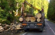 Mafia lemnului operează fără frică pe Transfăgărăşan