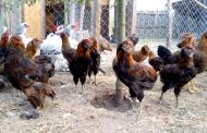 Gripă aviară în Argeş?
