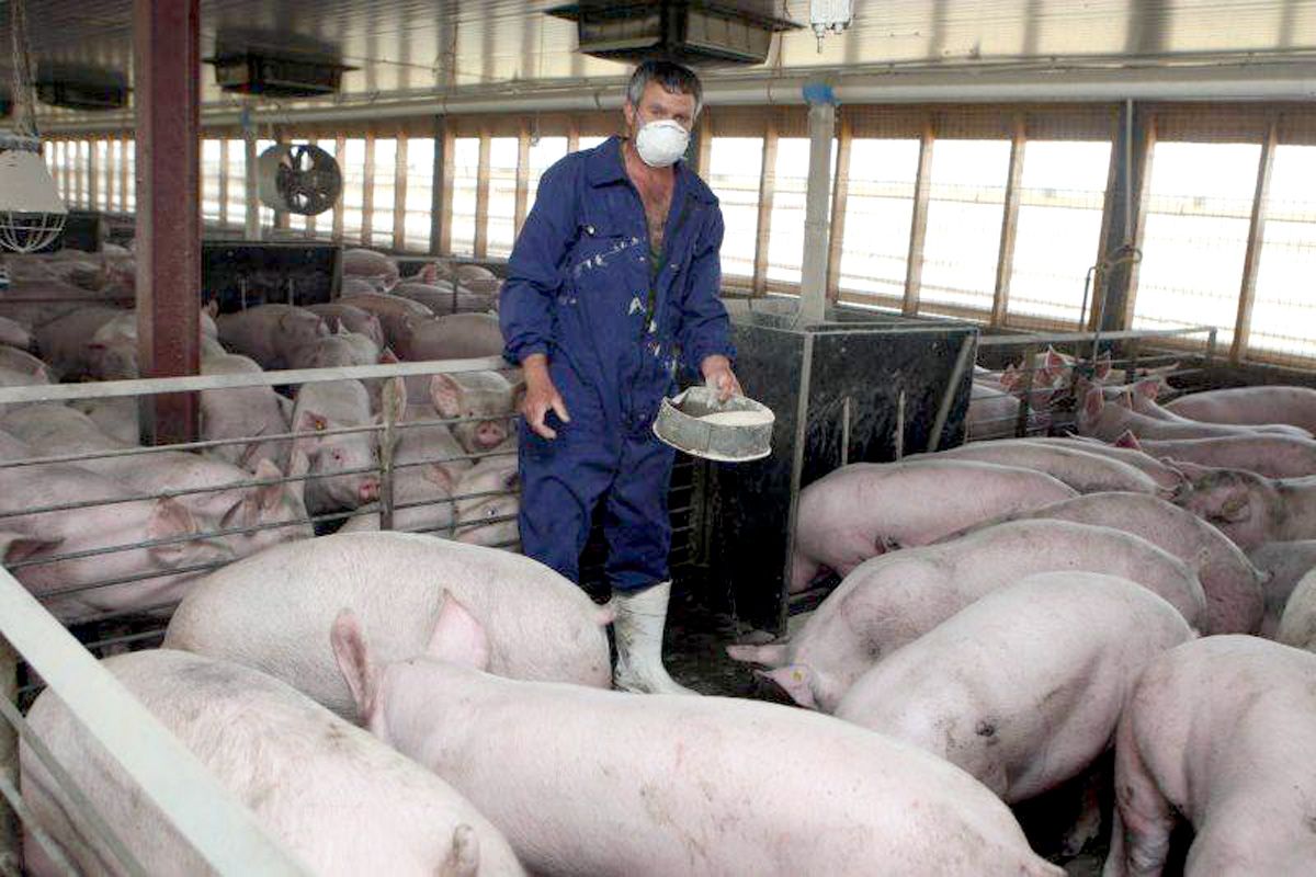 Suspiciune de pestă porcină în Argeș! De teama autorităţilor, oamenii au început să sacrifice animalele!