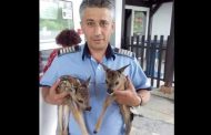 AZI - Doi pui de căprioară, salvaţi de la moarte sigură de un poliţist din Cotmeana