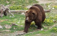 Ursul a coborât într-un cartier din municipiul Basarabilor