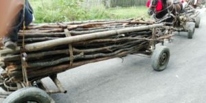 Prinşi cu lemne furate