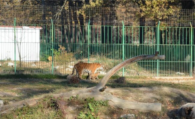 ADORABIL - Pui de tigru siberian la Zoo Pitești