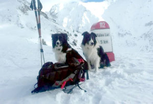 Câinii de avalanşă din Argeş, la Târgul de Turism