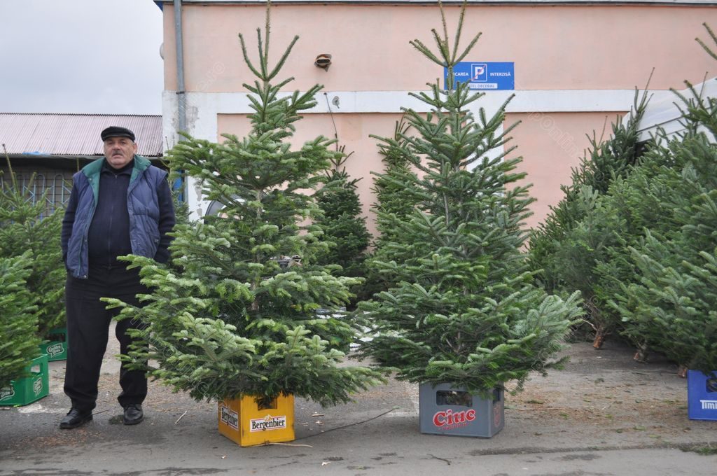 Aproape 25.000 de brazi și molizi scoși la vânzare de Romsilva pentru sărbătorile de iarnă. Cât costă bradul de Crăciun