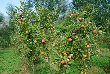 Alarmă de primăvară! Plantaţiile de măr din nordul judeţului sunt învechite