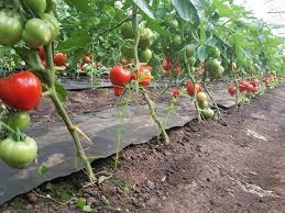 28 de fermieri, înscrişi în programul de tomate
