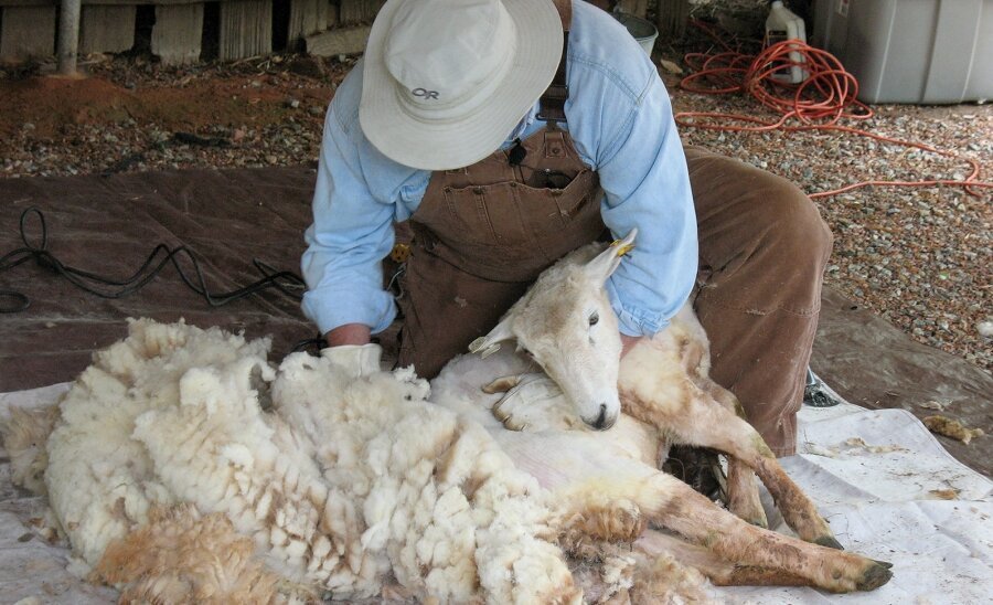 330 de oieri din Argeş primesc un leu pentru fiecare kg de lână vândută