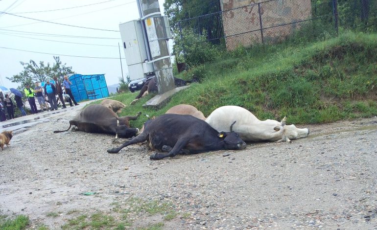 Şase vaci au murit TRĂSNITE la Curtea de Argeş!
