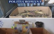 Afacere ILEGALĂ cu tutun, TRÂNTITĂ de polițiști la Pitești!