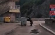 VIDEO - Ursul fură un CONTAINER de GUNOI la VIDRARU
