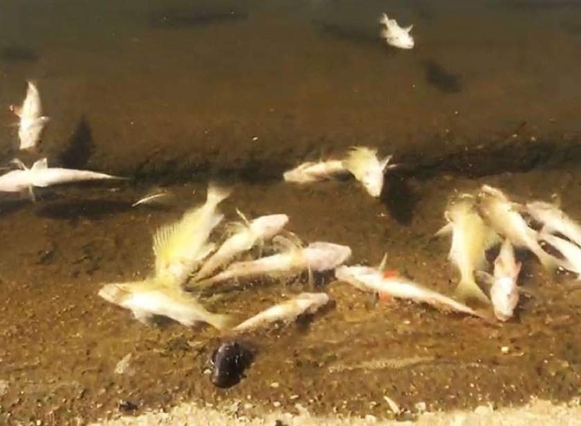 VIDEO | Pești morți pe Cârcinov
