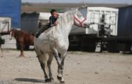 Proprietari de cai din Argeş, amendaţi de inspectorii sanitar veterinari