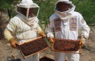 Sute de apicultori bâzâie după subvenții