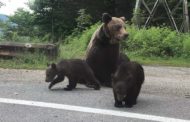 O ursoaică și 3 pui cerșesc milă