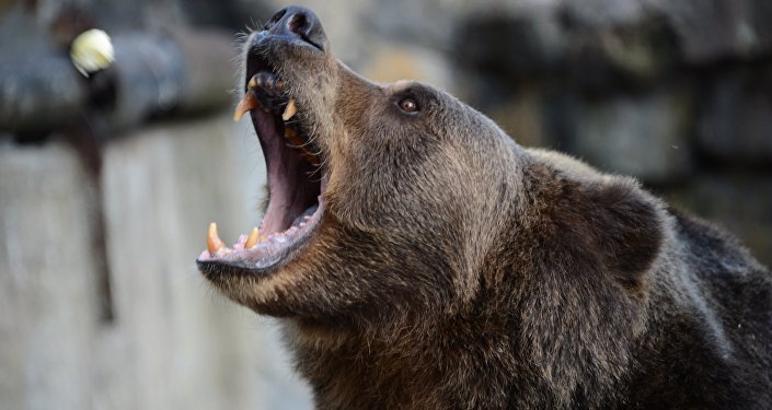Guvernul pregăteşte împuşcarea urşilor agresivi