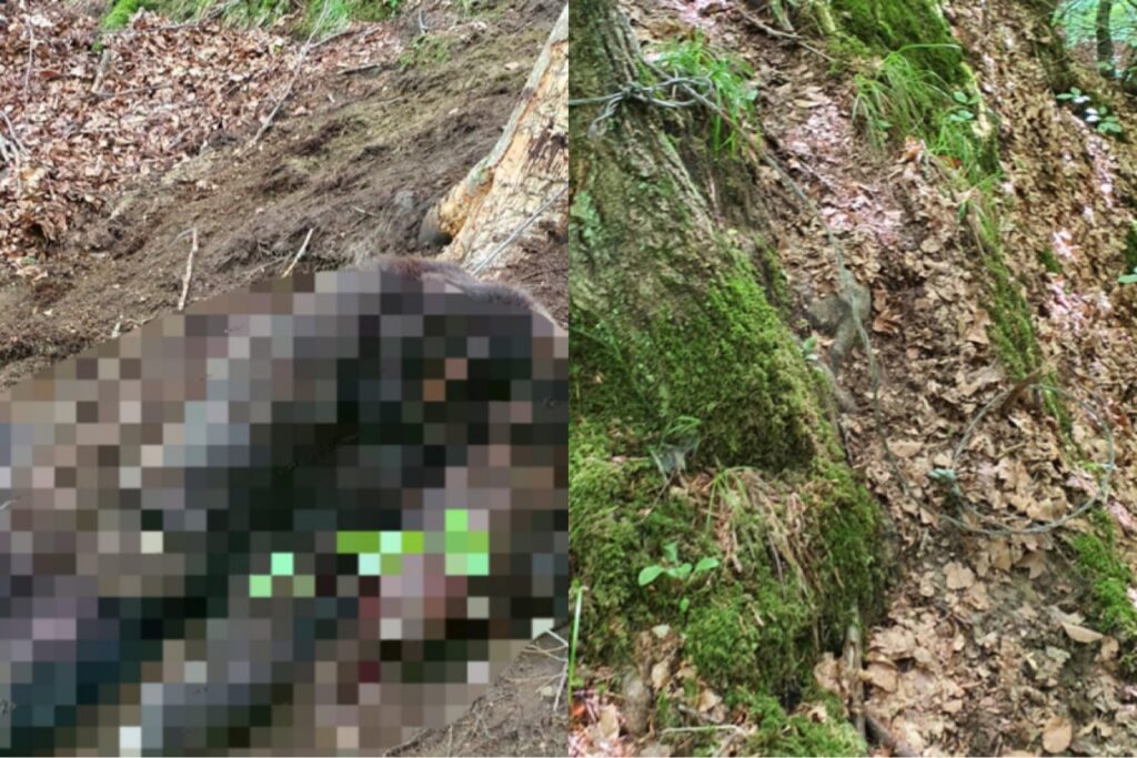 Urs mort într-o capcană în Argeș. Dosar penal pentru braconaj