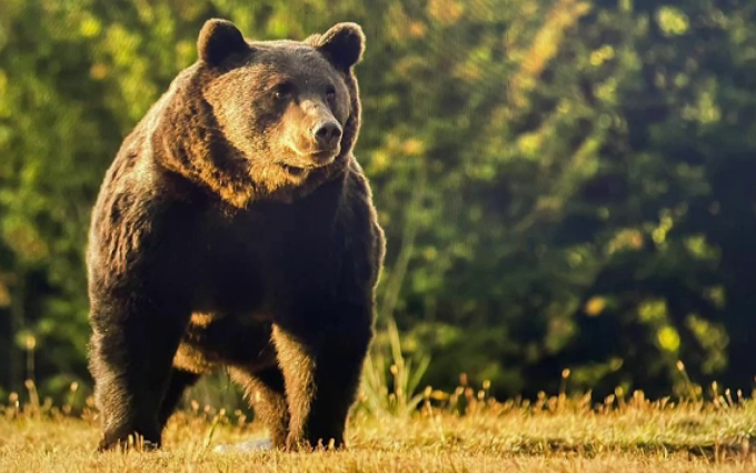 Populaţia de urşi, estimată prin probe ADN