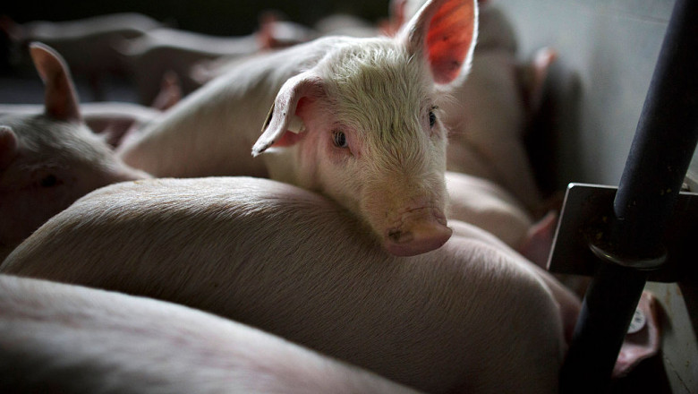 Românii nu vor mai putea crește în gospodării decât 5 porci