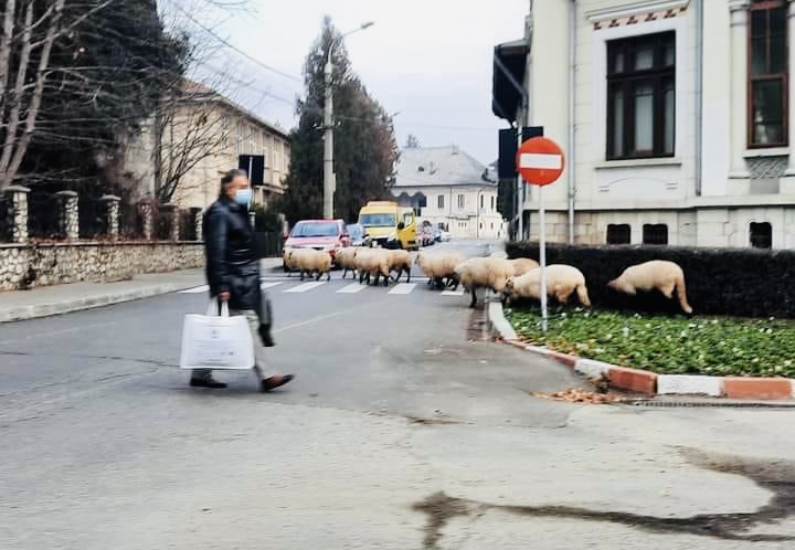 Turmă de oi ,,model” la Câmpulung, trec regulamentar strada