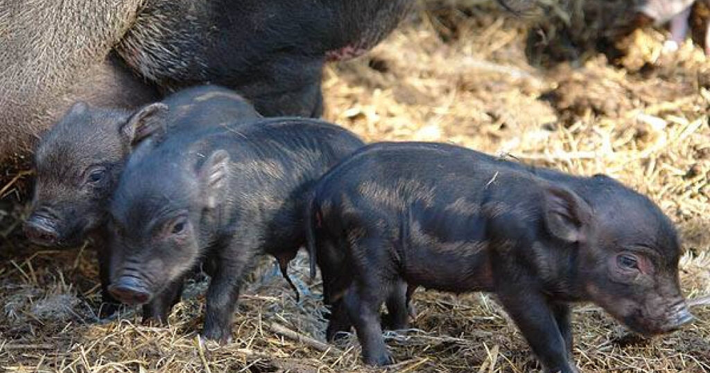 63 de porci vietnamezi uciși la Grădina Zoologică din Pitești