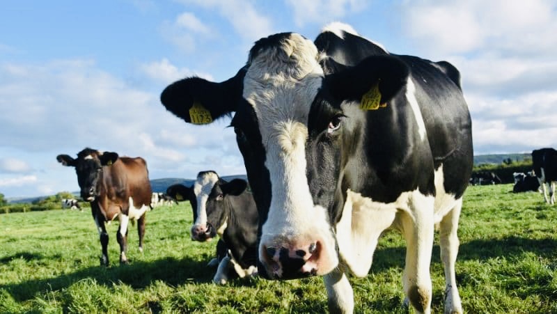 Argeșul a exportat 7.000 de bovine în Israel