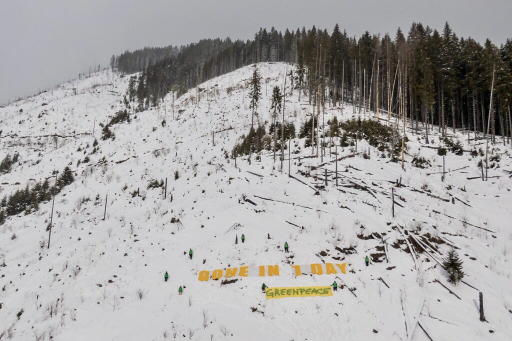Protest la înălțime, în Munții Făgăraș, pentru protejarea pădurilor