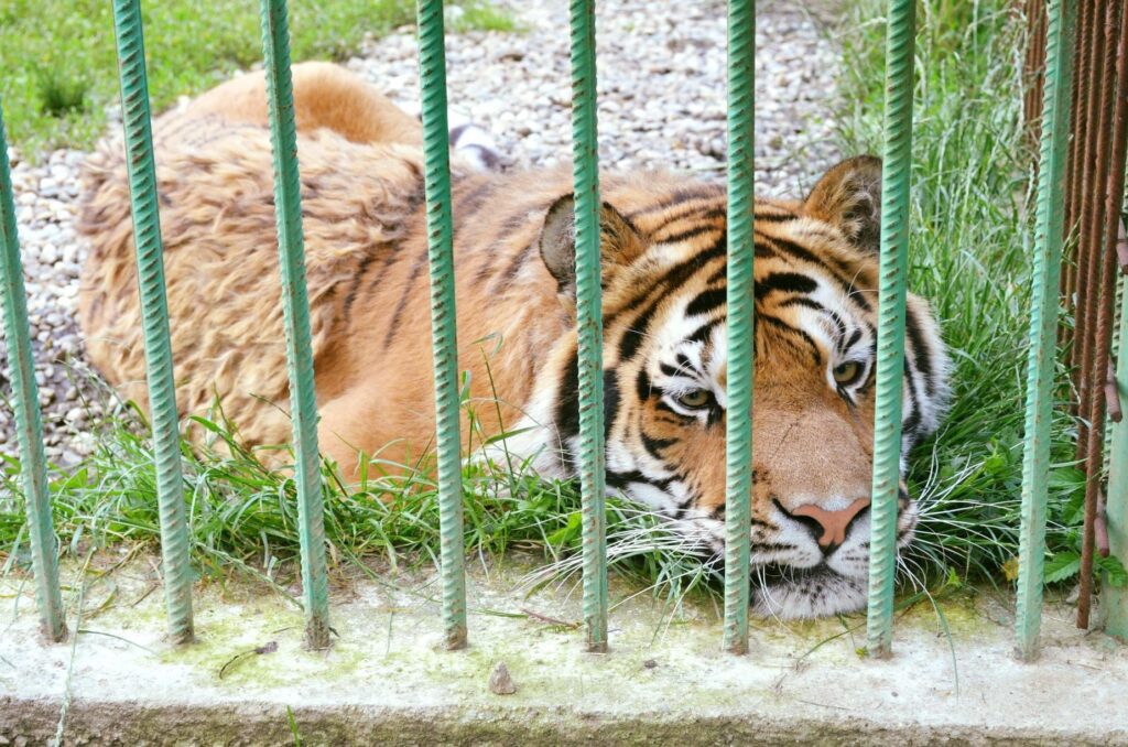 Grădina Zoologică din Pitești își schimbă programul