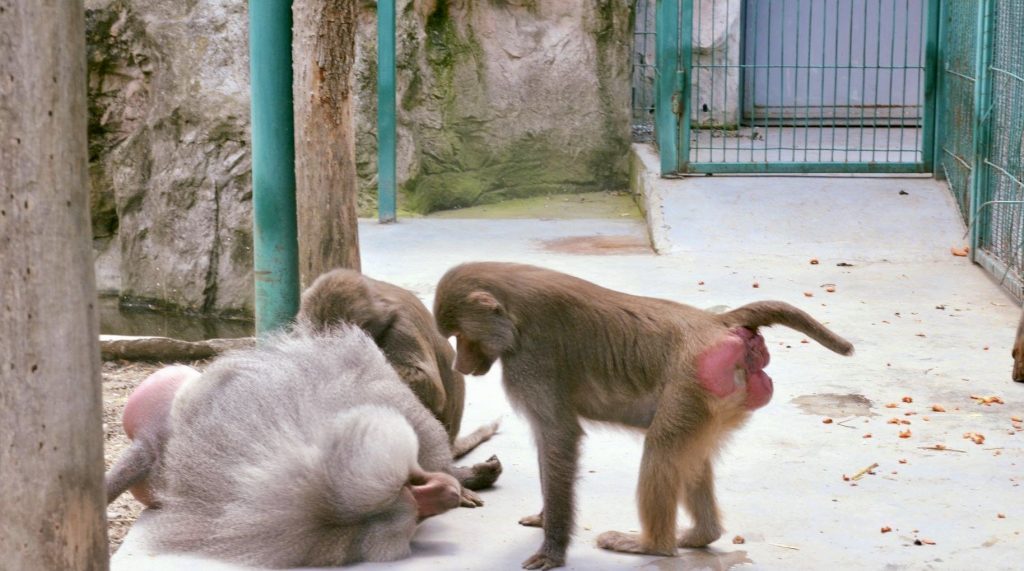 Din această săptămână, schimbare  la Grădina Zoo Pitești