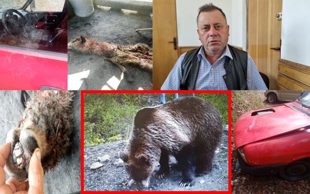 Video: Teroare în Argeș. Ursul a rupt mașina și i-a mâncat 50 de oi