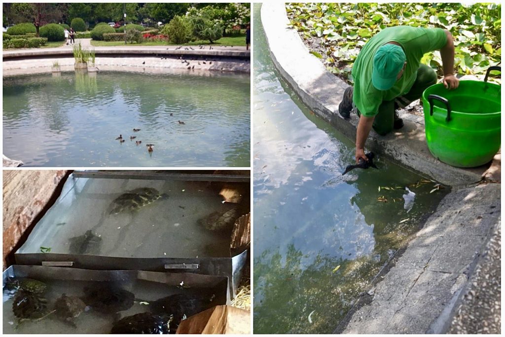 Lacul din Expo Parc a fost curățat. Rățuștele și peștii s-au întors
