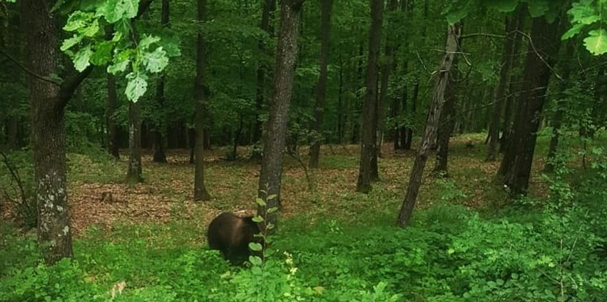 Urs la Mioveni, lângă Uzina Dacia. Apelul autorităților