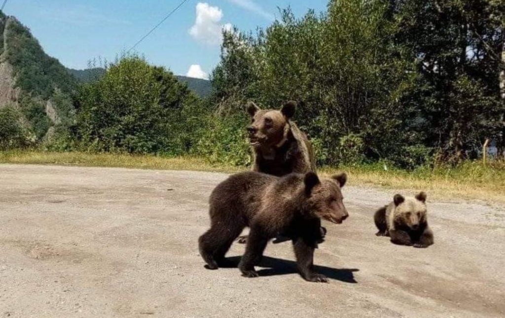 O turistă din București a aflat cât costă să hrănești ursul în Argeș