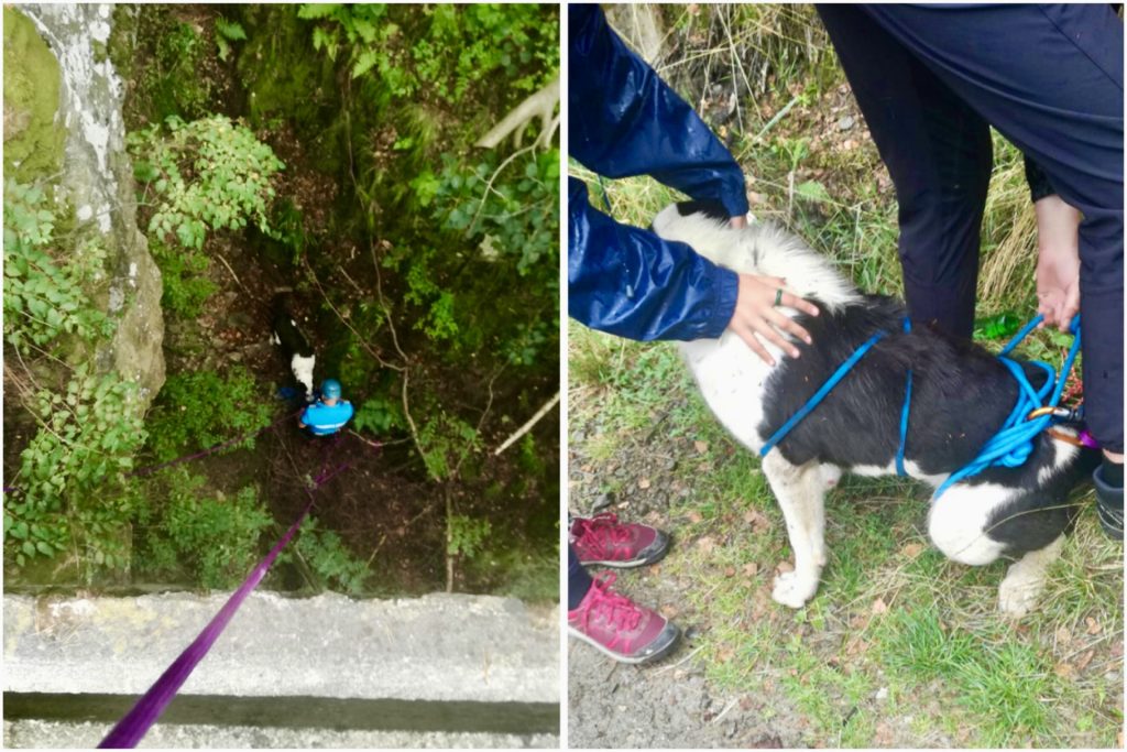 Câine căzut într-o râpă, salvat de jandarmii montani în Argeș
