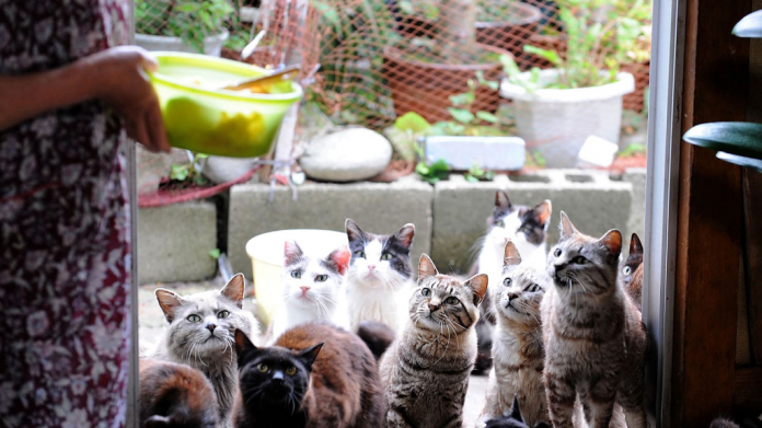 O femeie din Pitești creștea 18 pisici în condiții de groază