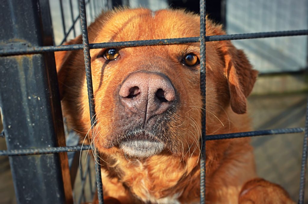 Câine ținut legat, fără mâncare și apă într-o gospodărie din Argeș