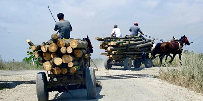 Căruțe pline cu lemne furate în Argeș