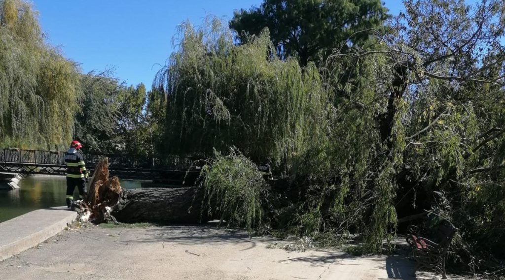 Pericol în Expo Parc Pitești. Un copac s-a prăbușit