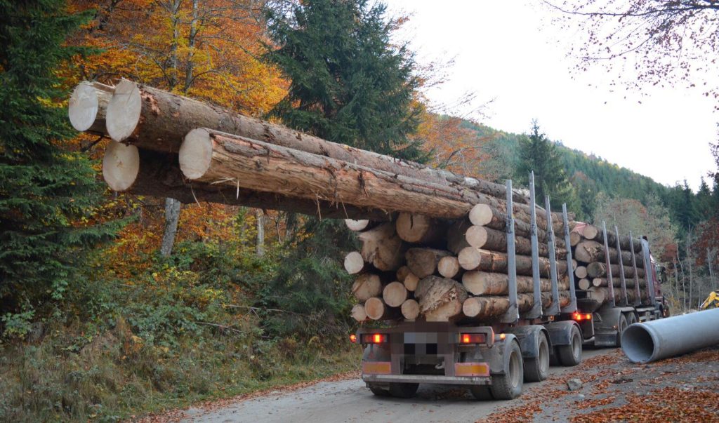 În Argeș, lemnele se fură în neștire!