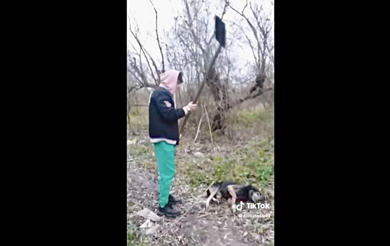 Tânărul care s-a filmat omorând un câine cu lopata, reținut