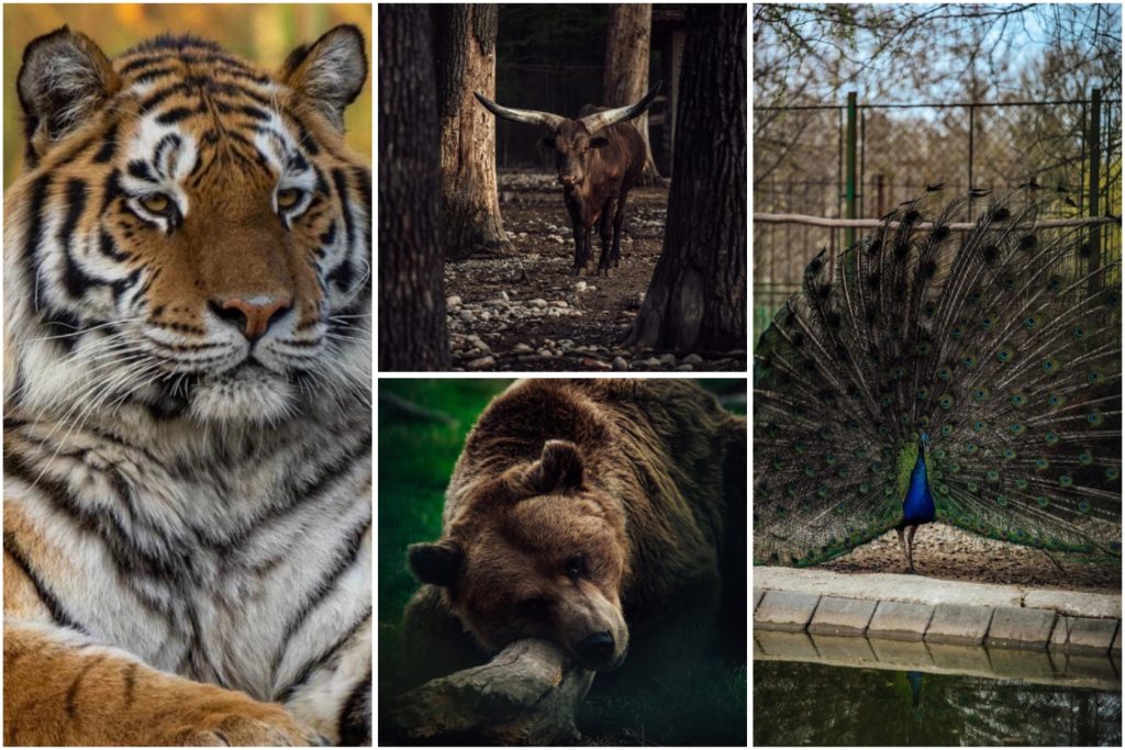De Revelion și Anul Nou, deschis la Zoo Pitești