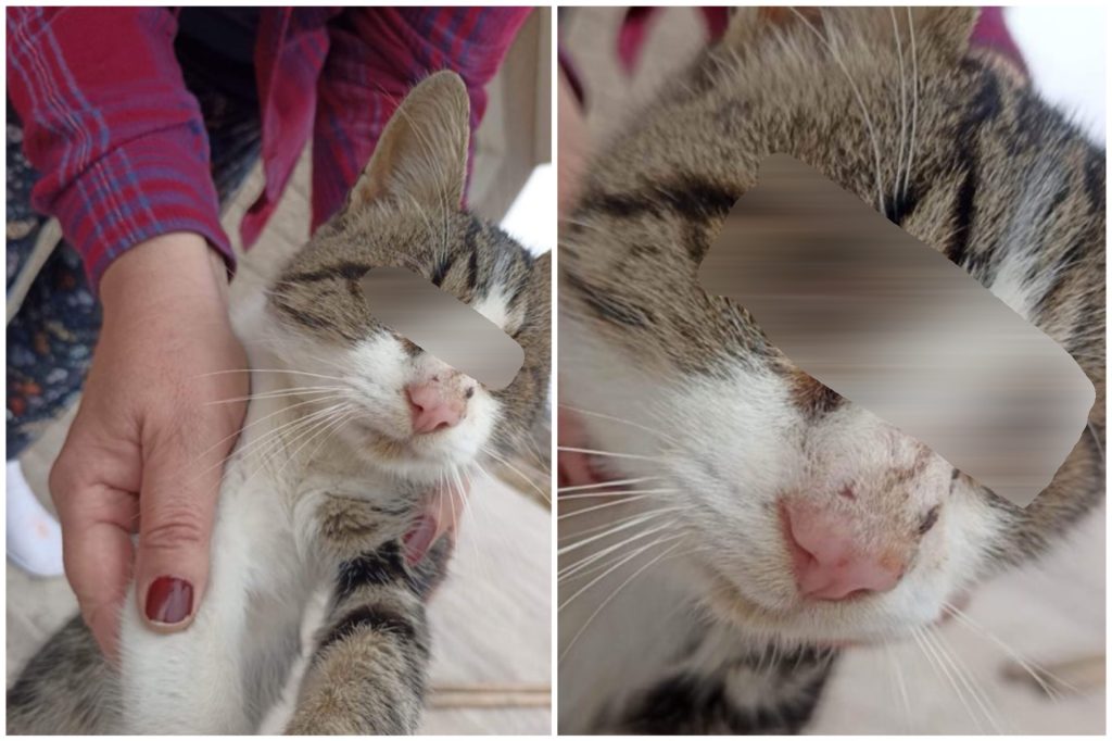 Argeș: Au scos ochii unei pisicuțe și au aruncat-o într-o curte