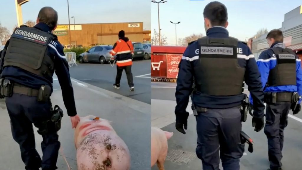 Imagini virale! Porcul “Ghiță”, salvat de la tăiere și dus la secție