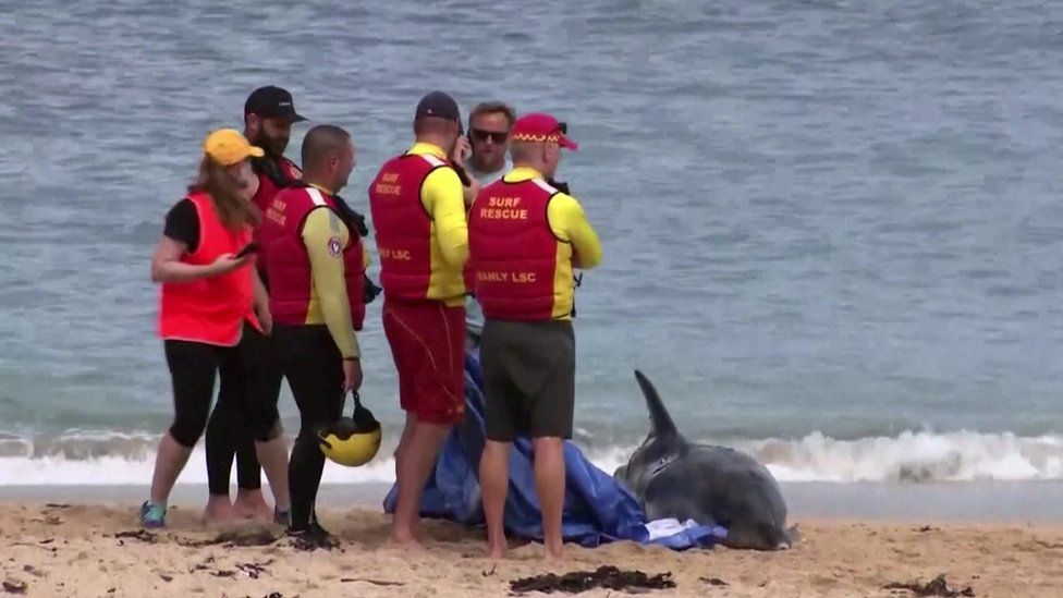 Turist ucis de rechin