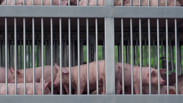 Pentru combaterea pestei porcine: Cei care transportă animale ilegal îşi pierd maşina