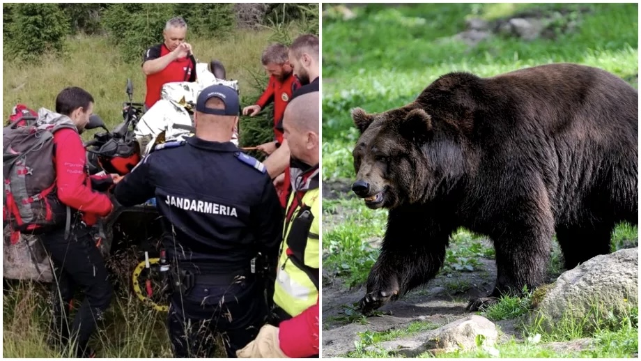 Bărbat atacat de un urs într-o pădure din Argeș