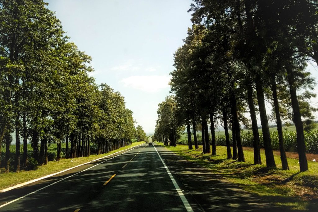 Romsilva a realizat alte 30 de hectare de perdele forestiere în campania de împăduriri de primăvară