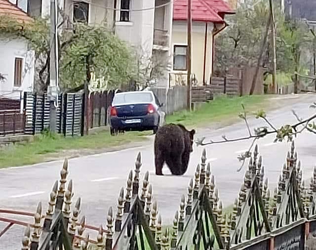 Un urs se plimbă liniștit pe  străzile unei comune din Argeș. S-a emis mesaj Ro-Alert!