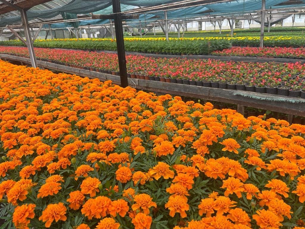 Peste 240.000 de răsaduri de flori pentru sezonul de vară, pregătite în Pitești