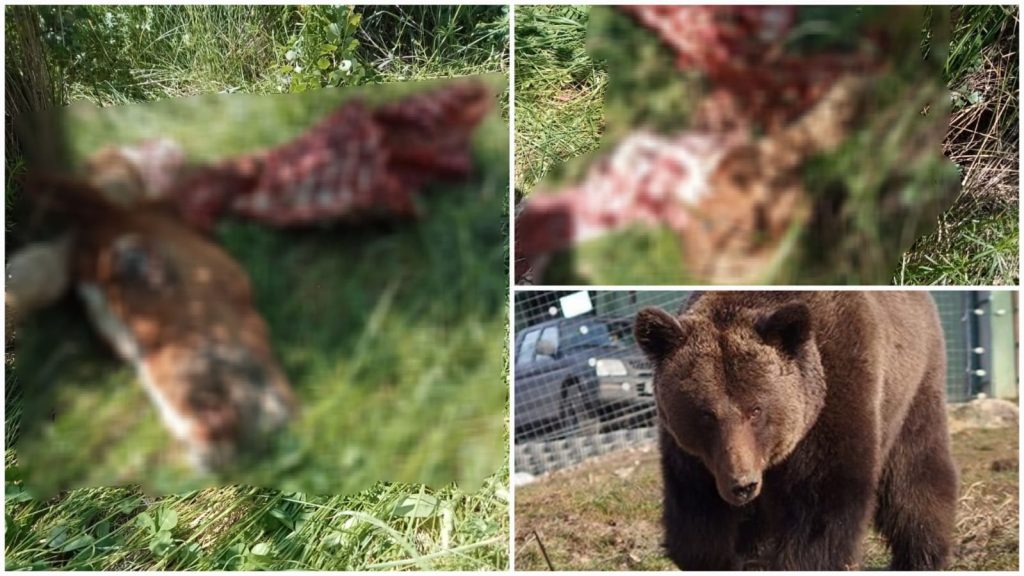 Micești: Urșii produc pagube în gospodării